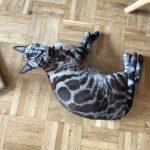 Zuchtkatze Giny liegt auf dem Boden