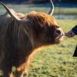 Mini Highland Kuh auf der Weide wird gefüttert