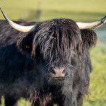 Mini Highland Kuh auf der Weide