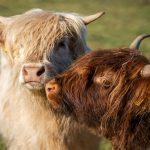 Mini Highland Kühe auf der Weide