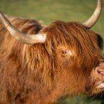 Mini Highland Kuh auf der Weide wird gefüttert