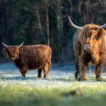 Mini Highland Kühe auf der Weide