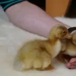 Zwei Küken