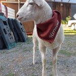 Schaf mit einem Halstuch mit dem Namen Hermine um