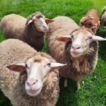 Schafe auf der Wiese