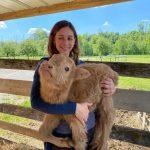 Baby Mini Highland Kuh auf dem Arm der Hofbesitzerin