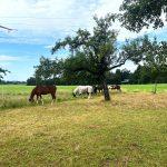 Pferde auf der Weide