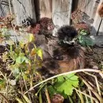Huhn am Schlafen