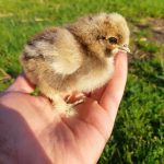Ein Küken auf einer Hand