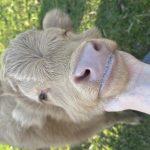 Baby Mini Highland Kuh