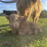 Baby Mini Highland Kuh auf der Weide mit seiner Mama