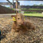 Baby Mini Highland Kuh im Stroh