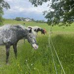 Pferde auf der Weide