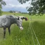 Pferde auf der Weide