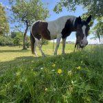 Pferd auf der Weide