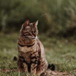 Katze Wanda auf der Wiese