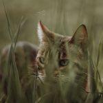 Katze Wanda im Gras
