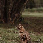 Katze Wanda auf der Wiese