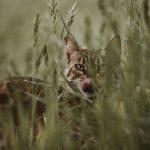 Katze Wanda im Gras