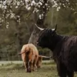Mini Highland Kühe auf der Weide
