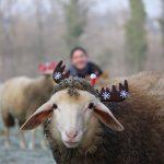 Schafe auf der Wiese mit Rentierohren