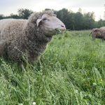 Schafe auf der Wiese