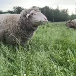 Schafe auf der Wiese