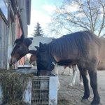 Pferde auf dem Paddock