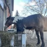 Pferde auf dem Paddock