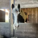 Pferd in einer Box