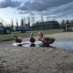 Vier Enten auf einem Hof