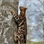 Bengalkatze klettert auf einen Baum