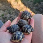 Fünf Schildkröten auf der Hand