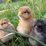 Drei Küken in der Wiese