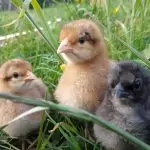 Drei Küken in der Wiese