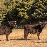 Zwei Highland Kühe auf der Weide