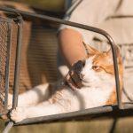 Hofkater wird von Hofbesitzerin gestreichelt