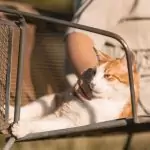 Hofkater wird von Hofbesitzerin gestreichelt