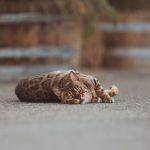 Eine Katze liegt draußen im Hof