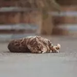 Eine Katze liegt draußen im Hof