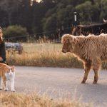 Die Hofbesitzerin streichelt eine Katze und eine Kuh kommt neugierig herbei gelaufen