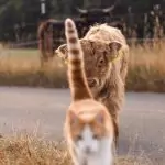 Eine Katze im Vordergrund und hinter ihr läuft eine kleine Kuh