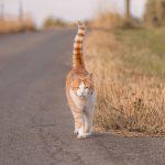Eine Katze spaziert einen Weg entlang