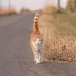 Eine Katze spaziert einen Weg entlang
