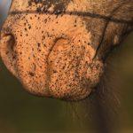 Close up von einem Pferdemaul