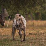 Zwei Pferde auf einer Weide