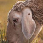 Close up von einem Schaf