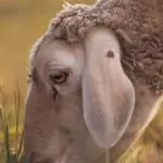 Close up von einem Schaf