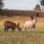 Schafe und eine Ziege auf einer Weide