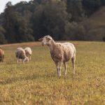 Schafe und eine Ziege auf einer Weide